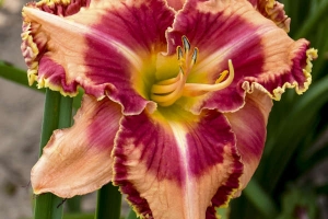 Hemerocallis 'Lake of Fire' 